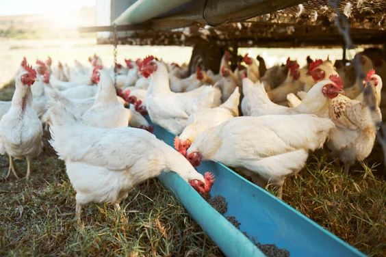Organic Poultry Feeding System