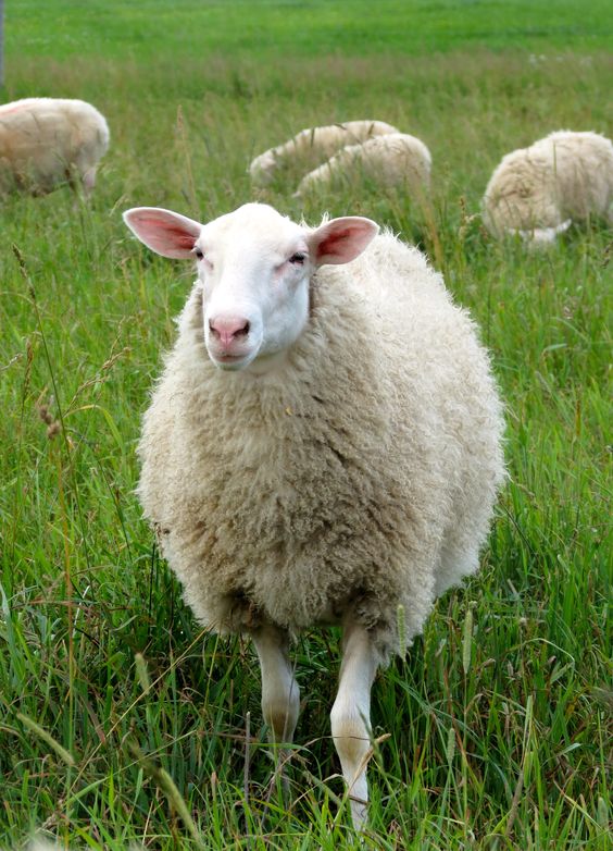 Nutrition in Sheep Rearing