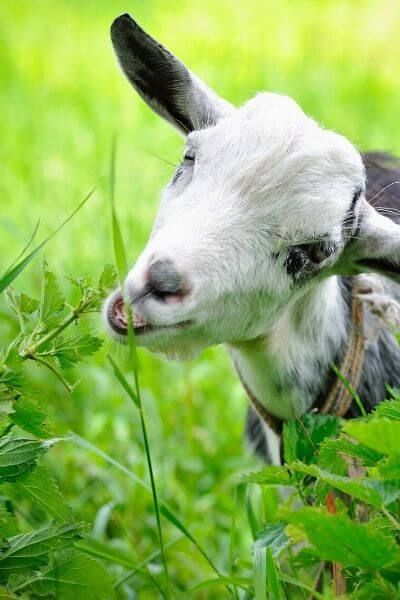Goat Rearing Techniques