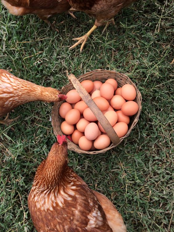 Farm Egg Processing