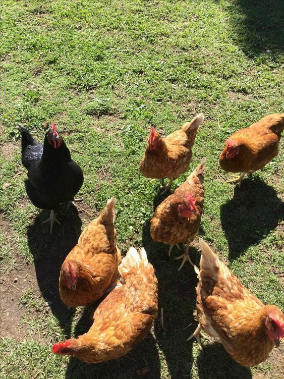 Reproductive Health of Chickens