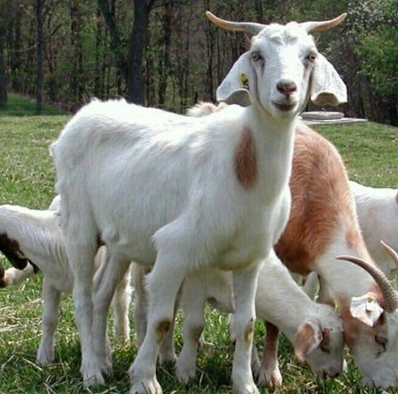Goat Farming Profitability