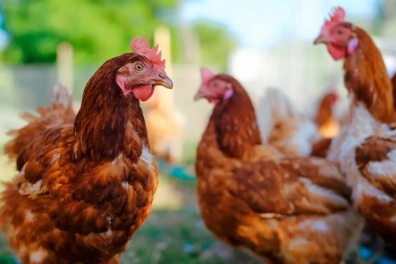 Chicken Health for Farmers