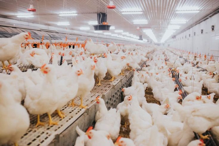 Poultry Market Analysis