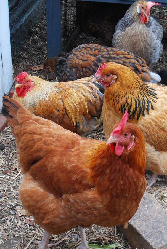 Alternative Chicken Farming