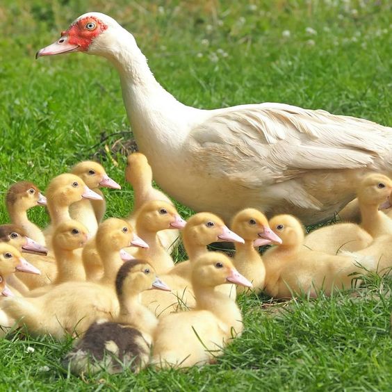 Poultry Farming Innovation