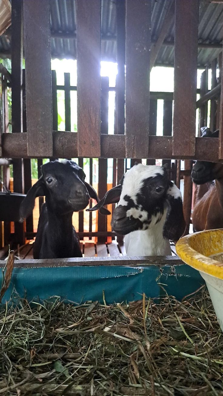 Goat Farming Research