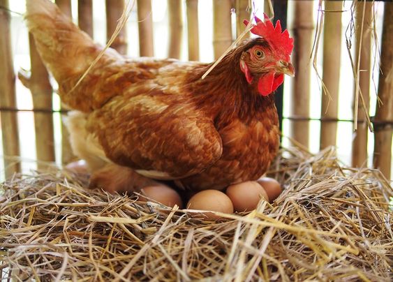 Use Of Chicken Eggs
