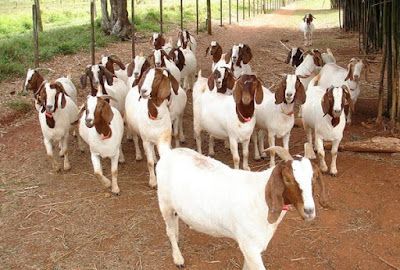 Goat Farming Health