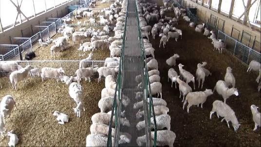 Sheep Farming Standards