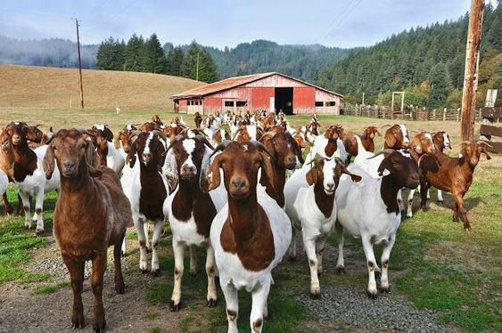 Integrated Goat Farming