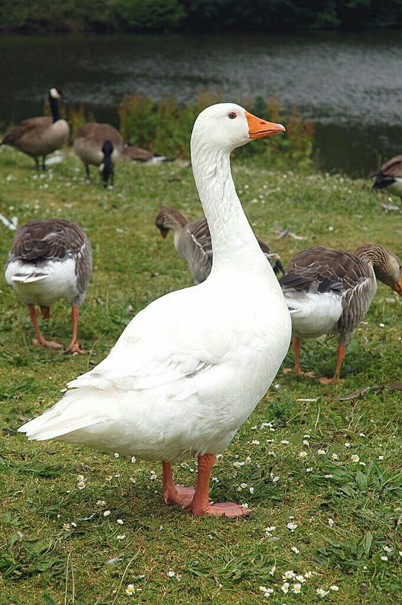 Processing of Goose Products