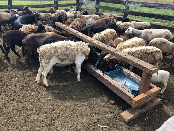 Large Scale Sheep Farming