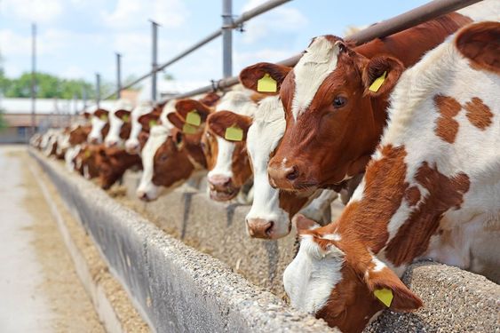 Integrated Cattle Farming: