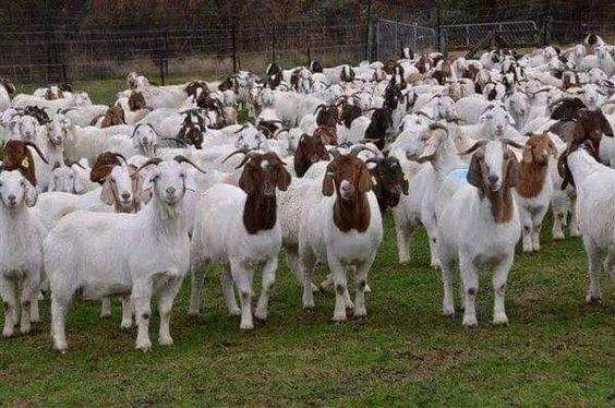 Goat Production Efficiency