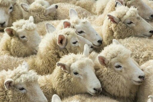 Sheep Resource Management