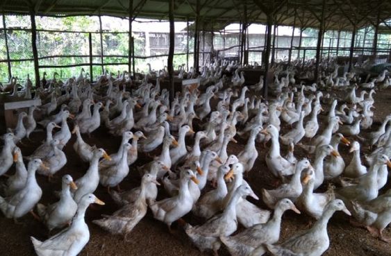 Growth of Poultry Farming