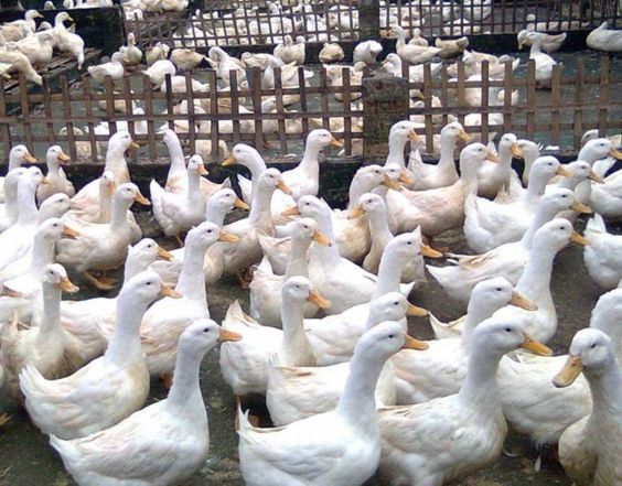 Efficiency of Duck Farming