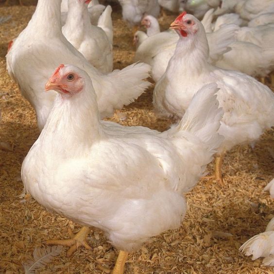Chicken Cultivation Methods