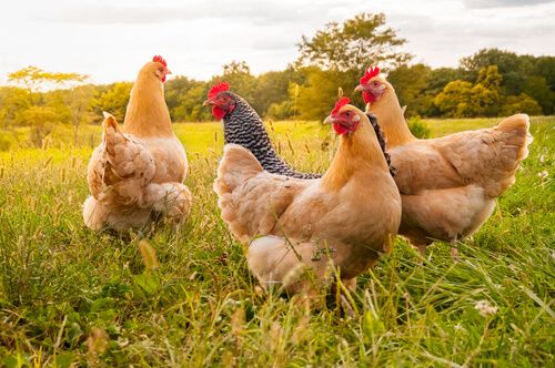 Superior Poultry Farming