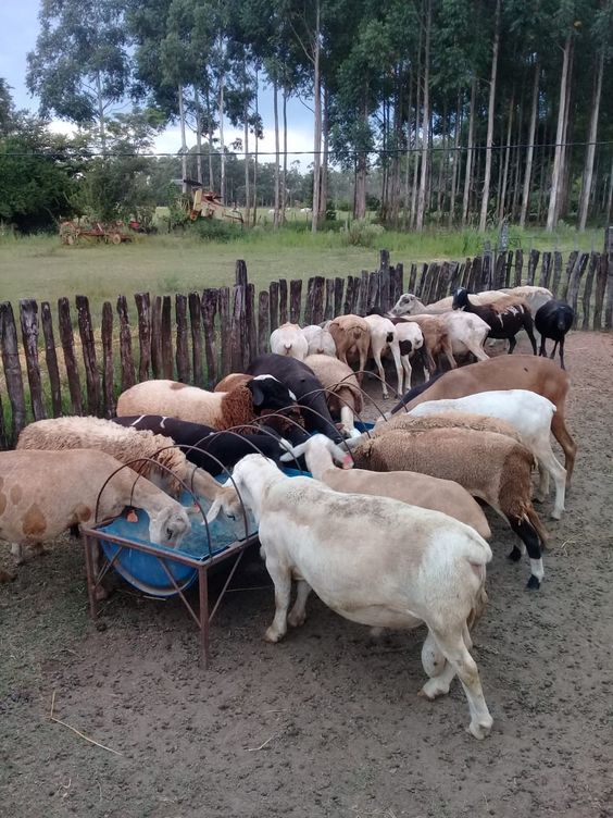 Sheep Cultivation Process