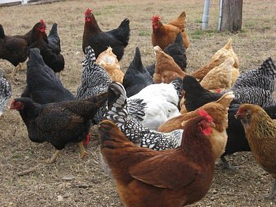 Industrial Poultry Farming