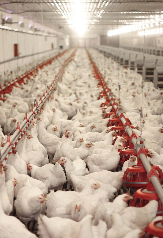 Chicken Cultivation Systems