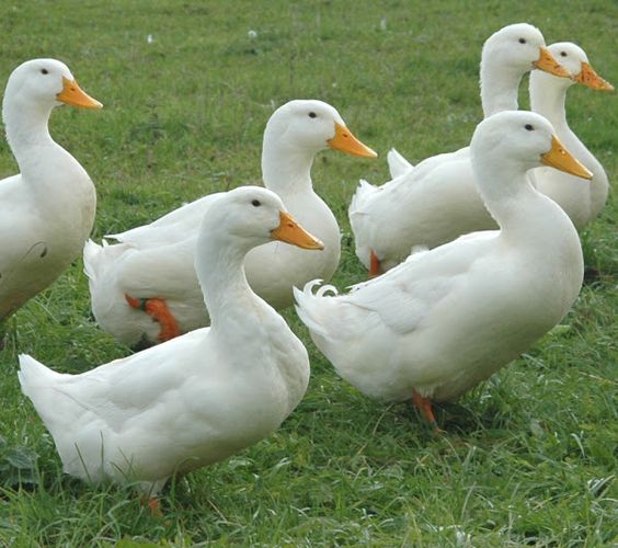 Duck Farming Regulations