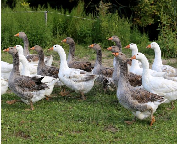 Duck Cage Density