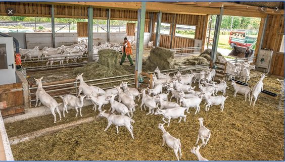Goat Herd Health