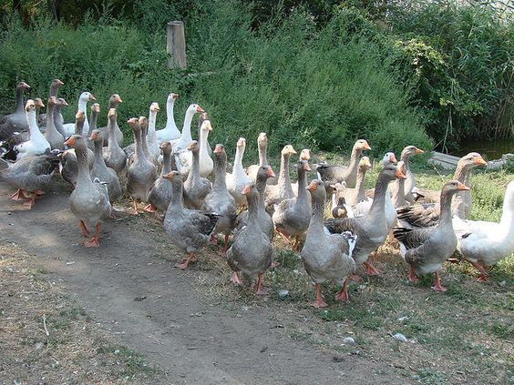 Duck Egg Production