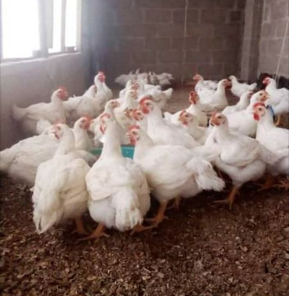 Chicken Cultivation Tips