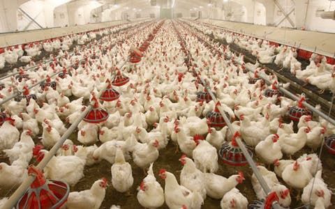 Chicken Cultivation Business
