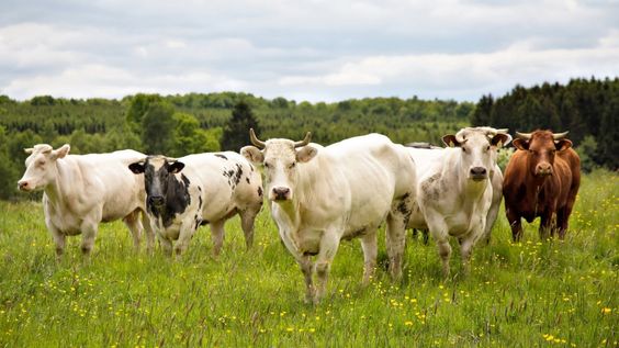 Livestock Health Cultivation