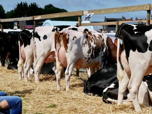 Cattle Farming Cultivation