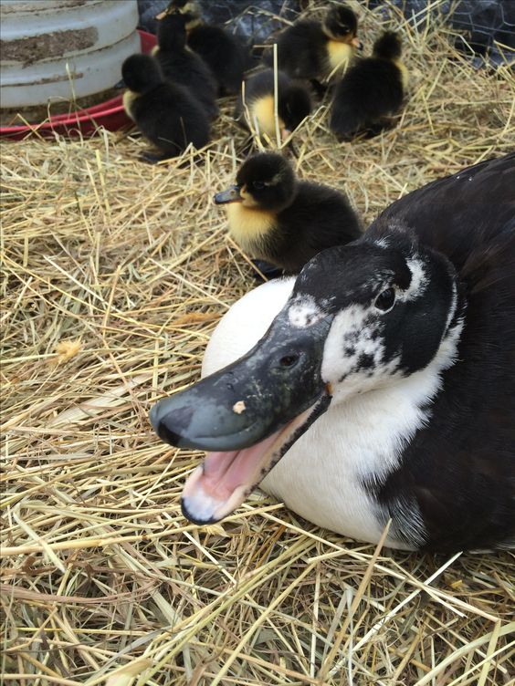 Goose Ranching