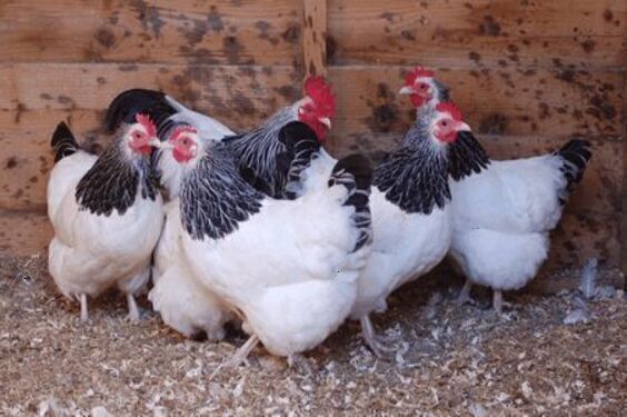 Premium Poultry Products