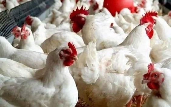 Diseases in Chickens