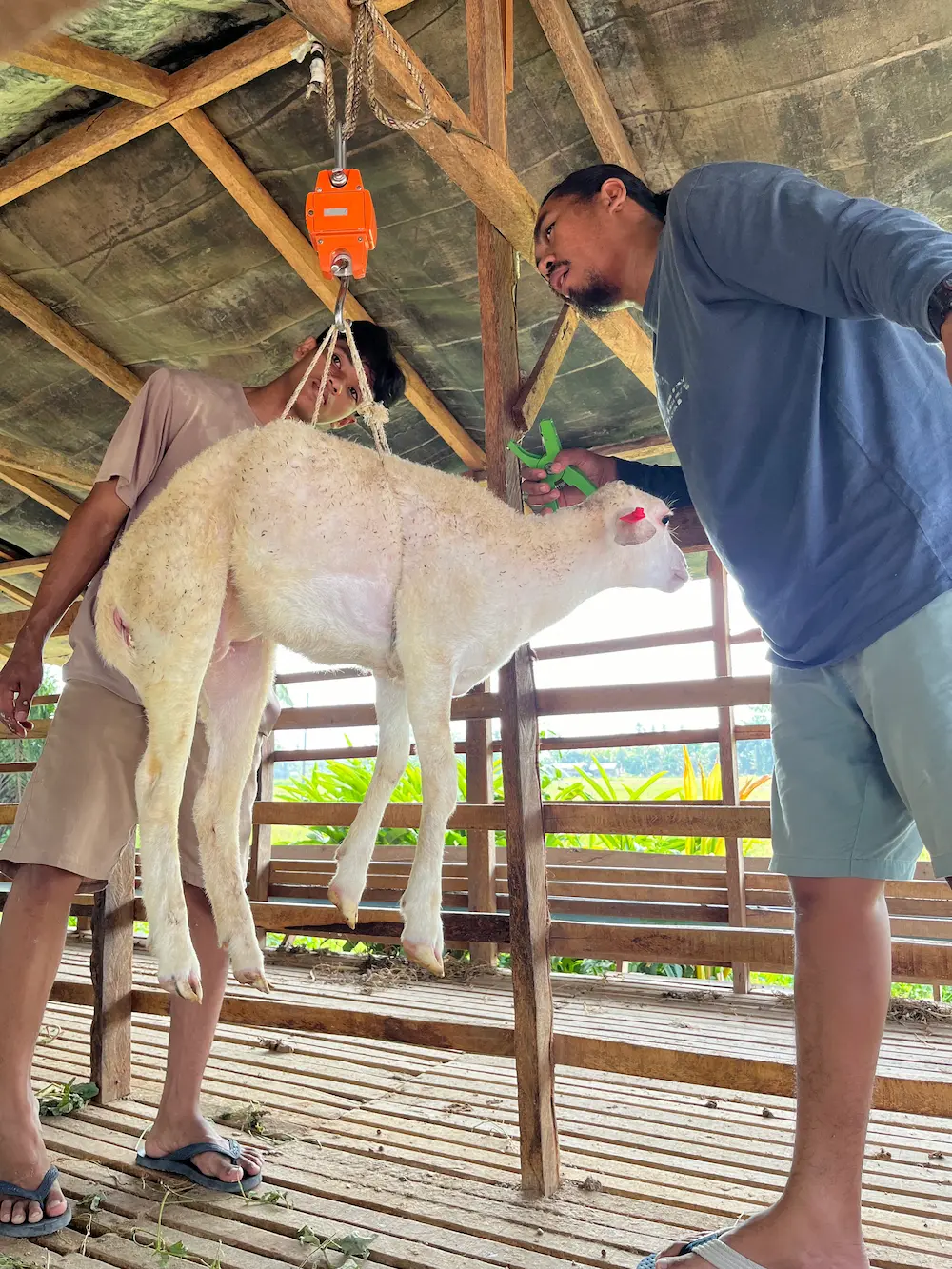 FnB Farm tackles livestock challenges